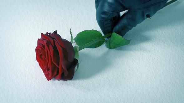 Gloved Hand Puts Rose On The Snow