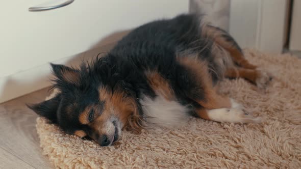Small Dog Sleeping on the Carpet