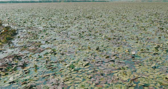 Fields Of Water Vegetation In Danube Delta