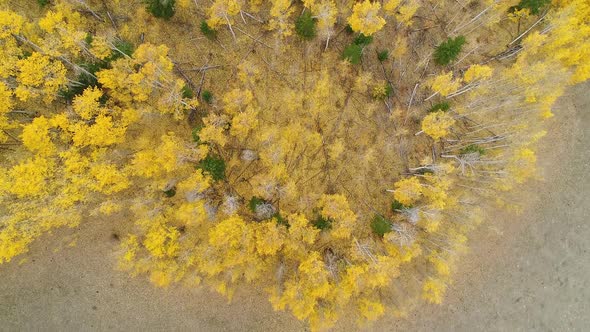 Aerial view looking down at colorful yellow leaves and green trees during Fall