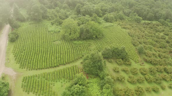 Tea Bushes Grow on the Mountainside. Organic Product. Cultivation and Harvest of Tea