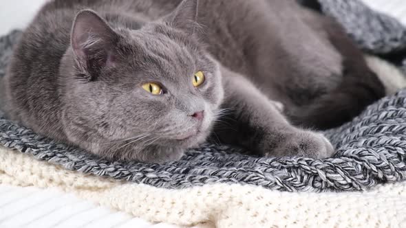 The Grey Cat Chartreuse Sleeps Lightly on Bed