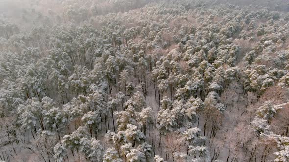 Winter Forest Texture