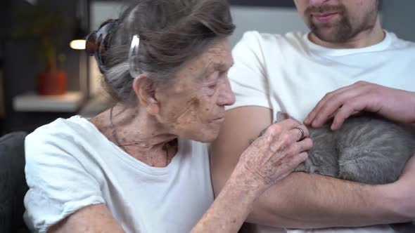 Senior Woman Tenderness Kisses Cute Gray Scottish Straight Kitten on Couch at Nursing Home with