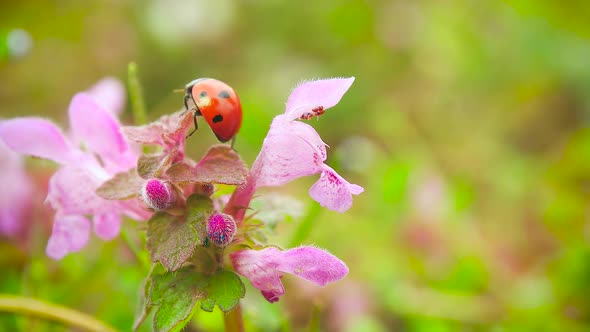 Ladybug