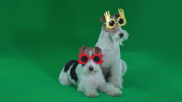 Two Fox Terriers with Funny Glasses Green Screen