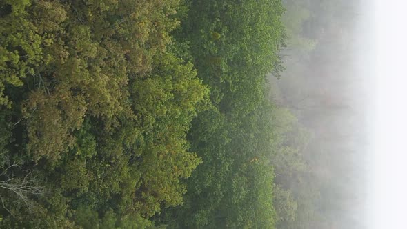 Vertical Video Fog in the Forest Aerial View