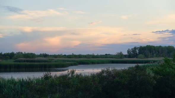 Wild Nature Lake Forest And Generic Vegetation