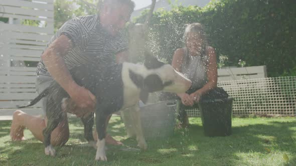 Couple washing dog in their garden