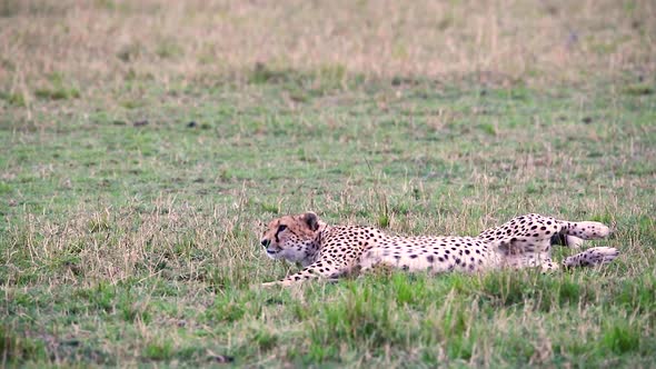 Tired Cheetah Cat Yawning And Stretching