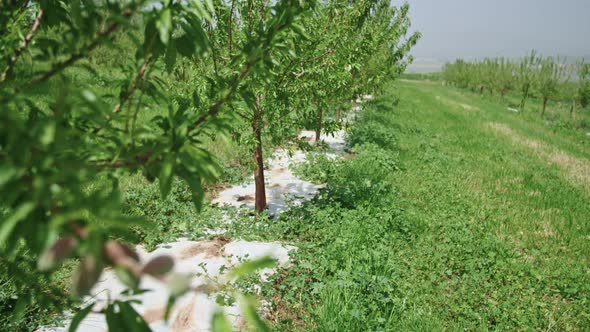 Slow motion of young almonds on a tree branch rocking in the wind.