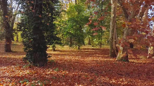 Flight Through Autumn Park