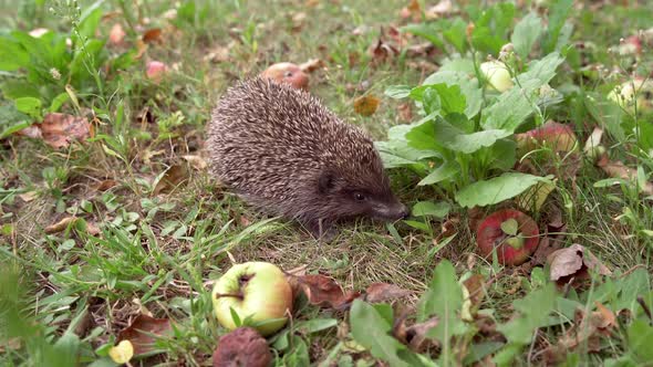 Spiny hedgehog on the ground in autumn.