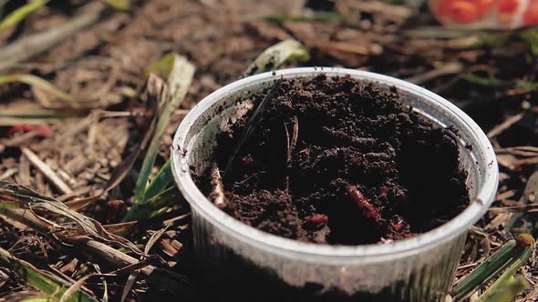 Bait Earthworm Is in the Jar the Fisherman Takes the Bait