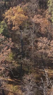 Vertical Video of a Beautiful Forest in the Afternoon Aerial View