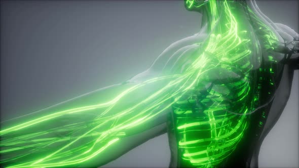 Blood Vessels of Human Body alt