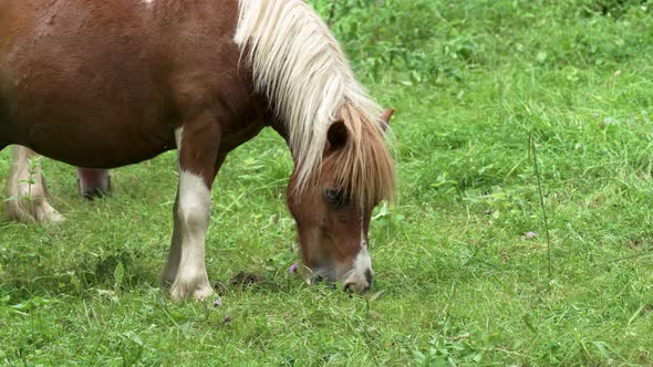 Midges, mosquitoes and flies prevent the horse from eating grass in the pasture