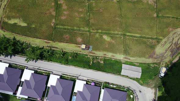 Aerial view of Combine harvester machine work together on rice field.