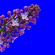 Lilac flowers blooming. Time lapse with alpha channel (codec: png+alpha with blue background) - VideoHive Item for Sale