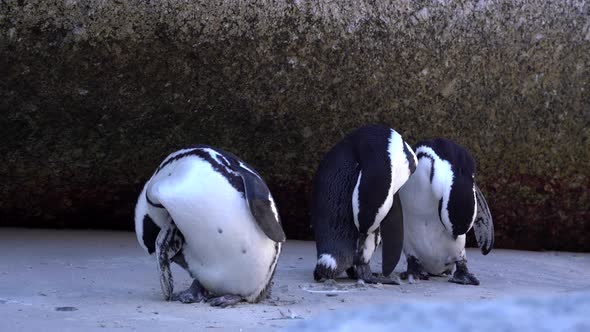 Three penguins grooming themselves.