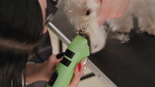 Woman Trimming a Small a Dog Bichon Bolognese with an Electric Hair Clipper