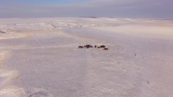 Aerial View of a Herd of Horses Grazing in a Field in Winter