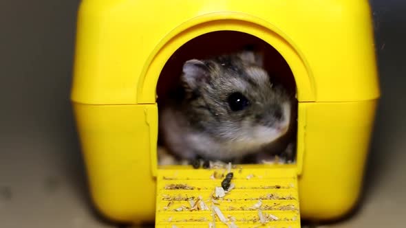 Funny hamster in the toy house. Dzungarian hamster sniffing close up. portrait of a cute rodent.