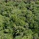 Aerial view of the tree canopy of a tropical forest with many palm trees - VideoHive Item for Sale