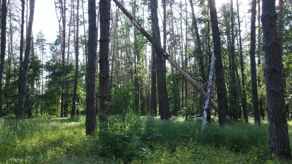 Beautiful Green Forest on a Summer Day Slow Motion