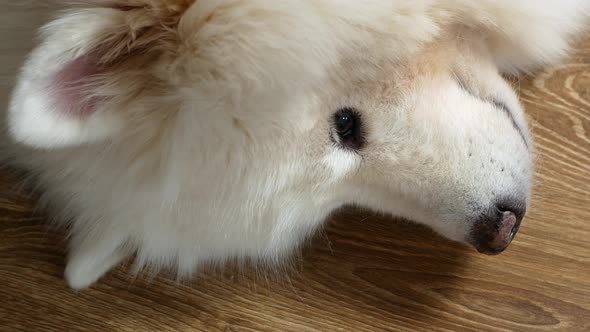 A puppy of a white Samoyed dog on its side slowly falls asleep. The Samoyed dog, sleeping