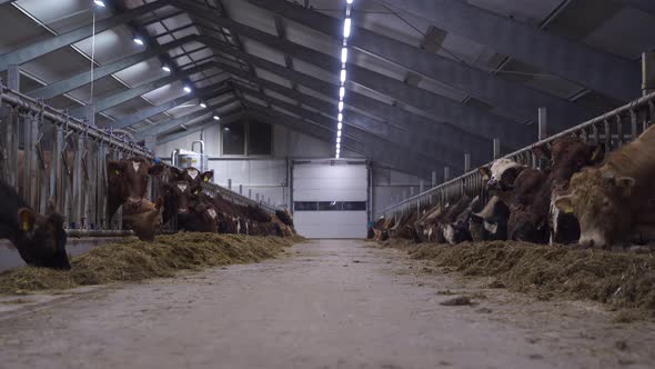 Low angle shot of large modern cow barn with many norwegian red oxen and cows during mealtime.