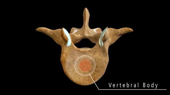 Lumbar Vertebrae Anatomy Labeled