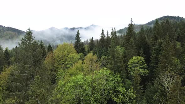 Spruce Forest. Slow Motion. Carpathian Mountains. Ukraine. Aerial.