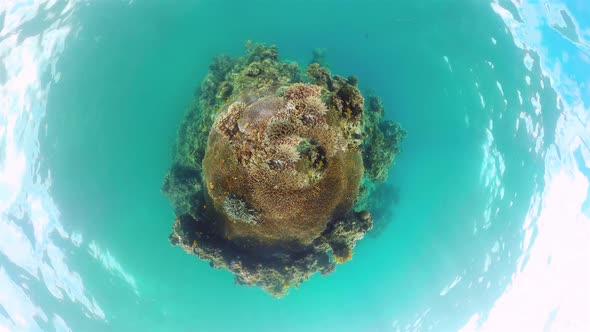 Coral Reef and Tropical Fish. Bohol, Philippines.