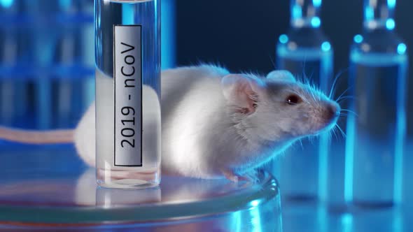 White Laboratory Mouse with a Vial of Vaccine or Medicine for Coronavirus