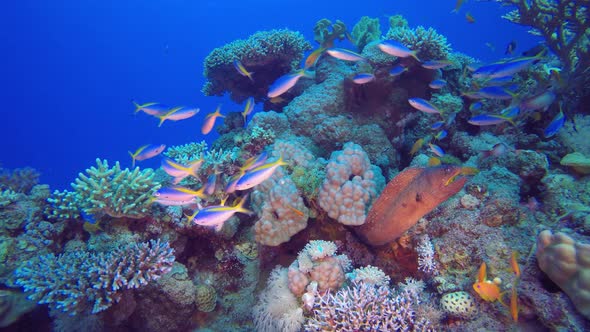 Underwater Sea Yellow Mouth Moray