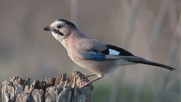 Eurasian jay Garrulus glandarius with nuts