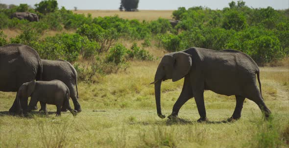 Elephant herd walking