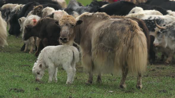 Herd of Long-Haired Yak Flock in Asian Meadow