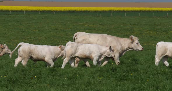 Charolais Cattle, a French Breed, Herd walking through Meadow, Normandy in France, Slow motion 4K