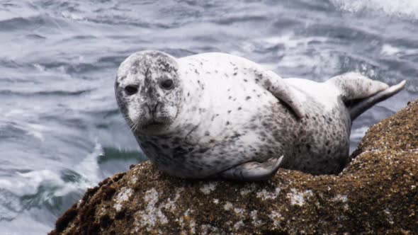 harbor seal rests on a rock at monterey bay