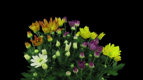 Time-lapse of opening multicolor chrysanthemum flower