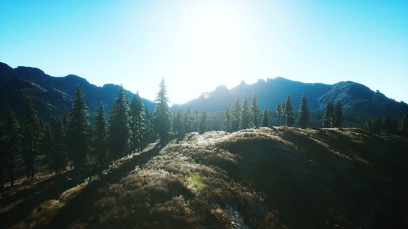 Trees on Meadow Between Hillsides with Conifer Forest