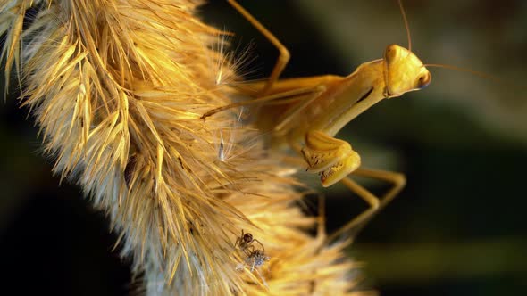 A Hunting Mantis Sits on a Spike and Eats a Spider in Timelapse