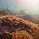 coral and fish - VideoHive Item for Sale