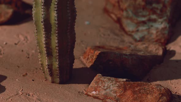 Close Up of Saguaro Cactus at the Sand