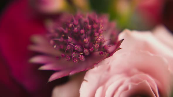 Gentle Colorful Fresh Flowers Arranged in Festive Bouquet