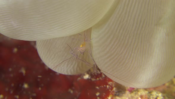 Bubble coral shrimp sitting on bubble coral