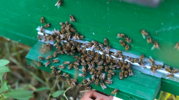 A bee colony flies into the hive.