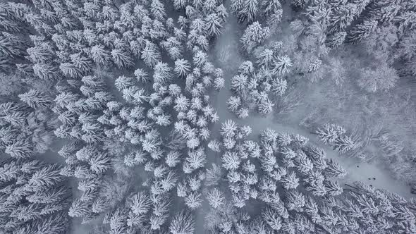 Winter forest nature snow-covered winter trees landscape. aerial photography .